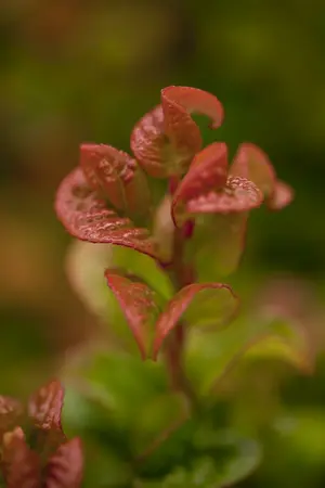 25-30 cm. C3 - afbeelding 2