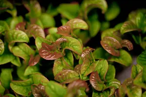 leucothoe axillaris curly red