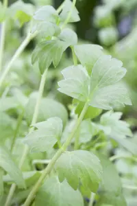 levisticum officinalis - afbeelding 3