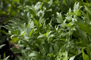 levisticum officinalis