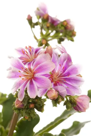 lewisia coty.mountain dreams - afbeelding 3