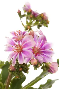 lewisia coty.mountain dreams - afbeelding 3