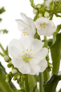 lewisia coty.mountain dreams - afbeelding 5