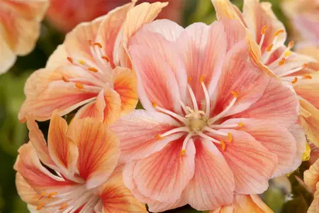 lewisia coty.mountain dreams - afbeelding 1