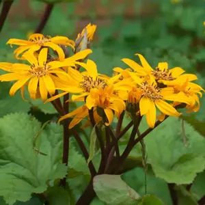 ligularia dentata  desdemona