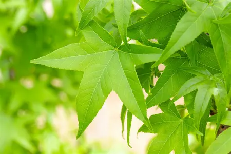 ht 6/8 drdkl - afbeelding 4