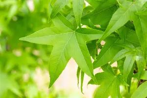 ht 6/8 drdkl - afbeelding 4