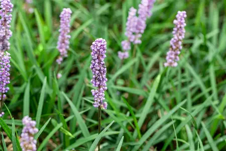 liriope muscari  moneymaker  - afbeelding 1