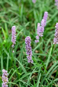 liriope muscari monymaker - afbeelding 2