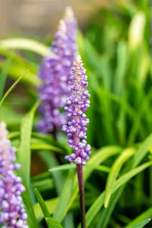 liriope muscari monymaker - afbeelding 4