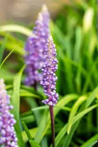 liriope muscari monymaker - afbeelding 4