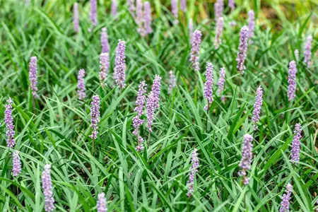 liriope muscari monymaker - afbeelding 3