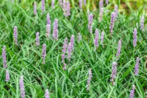 liriope muscari monymaker - afbeelding 3