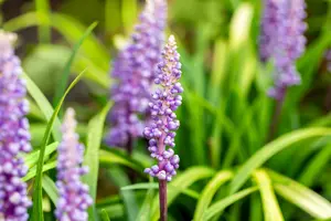 liriope muscari monymaker - afbeelding 5