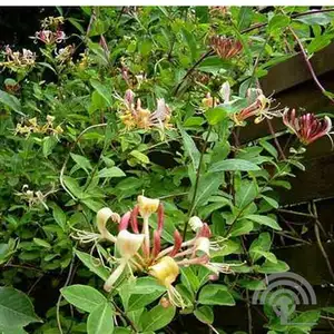 lonicera in cultivars (h) 60 cm. c2