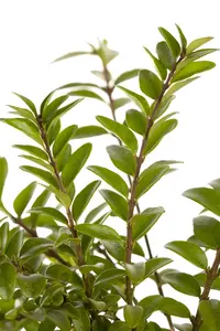 lonicera nit.  maigrün 