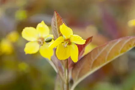 lysimachia ciliata  firecracker  - afbeelding 2