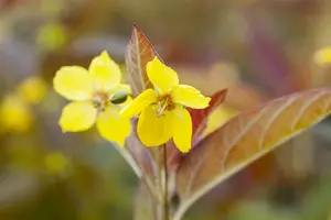 lysimachia ciliata  firecracker  - afbeelding 2