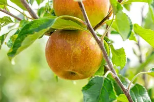 appel str - afbeelding 4