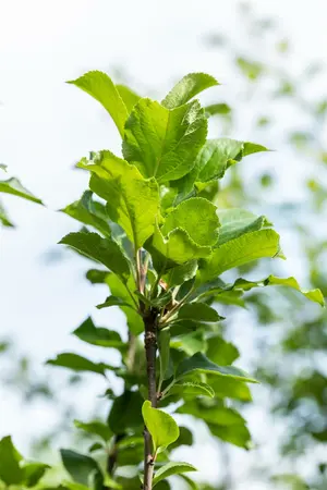 ht 8/10 - afbeelding 3