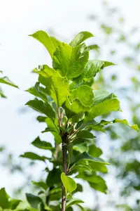 ht 8/10 - afbeelding 3