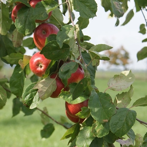 malus d.  radoux