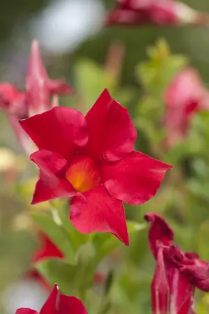 mandevilla sundaville - afbeelding 1