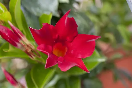mandevilla sundaville - afbeelding 2
