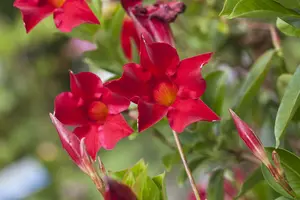 mandevilla sundaville - afbeelding 3