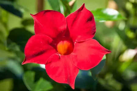 mandevilla sundaville - afbeelding 4
