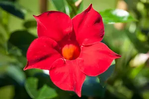 mandevilla sundaville - afbeelding 4