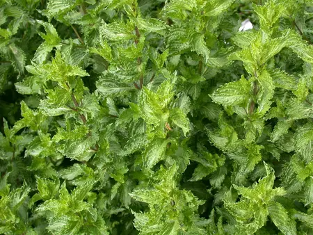 mentha  berries and cream  - afbeelding 1