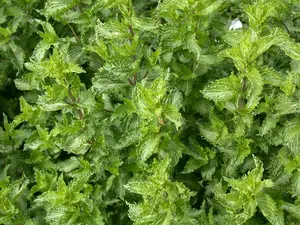 mentha  berries and cream