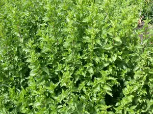 mentha  berries and cream  - afbeelding 2