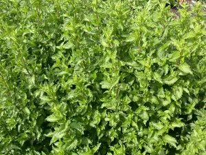 mentha  berries and cream  - afbeelding 3