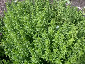 mentha  berries and cream  - afbeelding 4