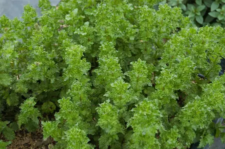 mentha  berries and cream  - afbeelding 5