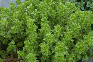mentha  berries and cream  - afbeelding 5
