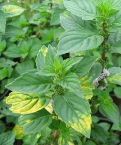 mentha gentilis  ginger