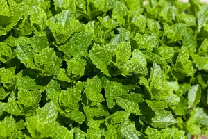 mentha hillary s sweet lemon