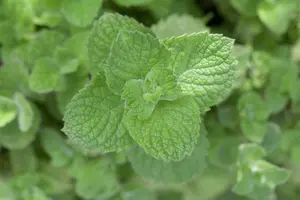 mentha hillary s sweet lemon - afbeelding 2