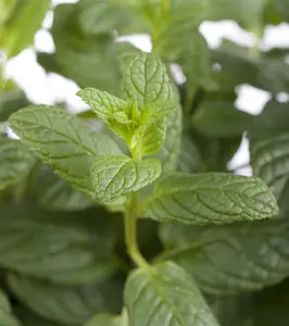 mentha spicata
