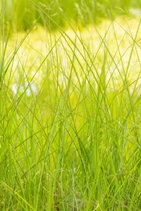 miscanthus sin.  gracillimus  - afbeelding 4
