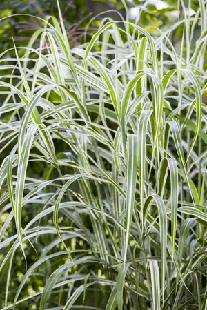 miscanthus sinensis  cosmopolitan  - afbeelding 1