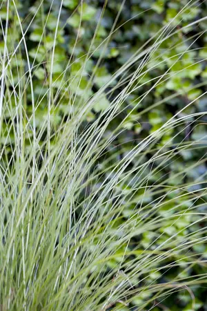 miscanthus sinensis  gracillimus  - afbeelding 2