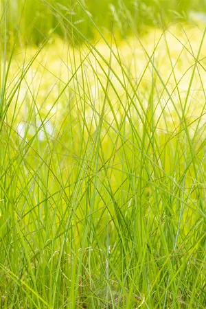 miscanthus sinensis  gracillimus  - afbeelding 4