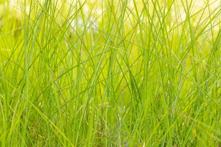 miscanthus sinensis  gracillimus  - afbeelding 5