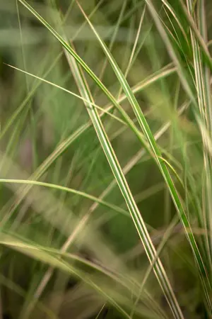 miscanthus sinensis  morning light  - afbeelding 1