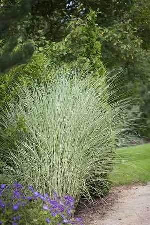 miscanthus sinensis  morning light  - afbeelding 2