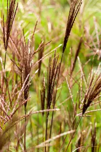 miscanthus sinensis  red chief  - afbeelding 4